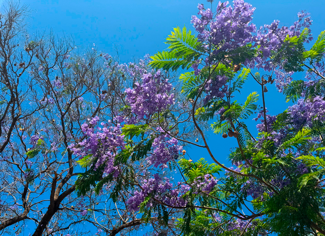 Jacarandá