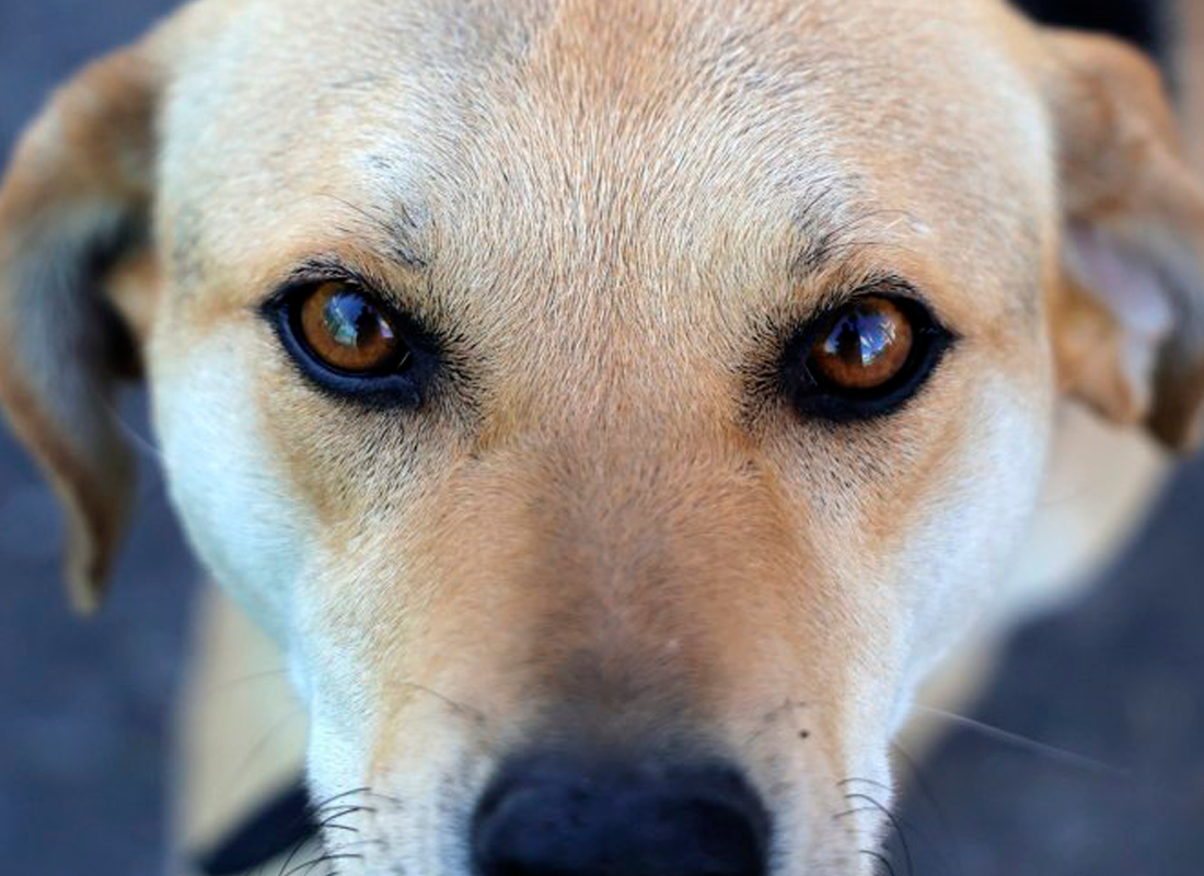 Perro mirando a la cámara