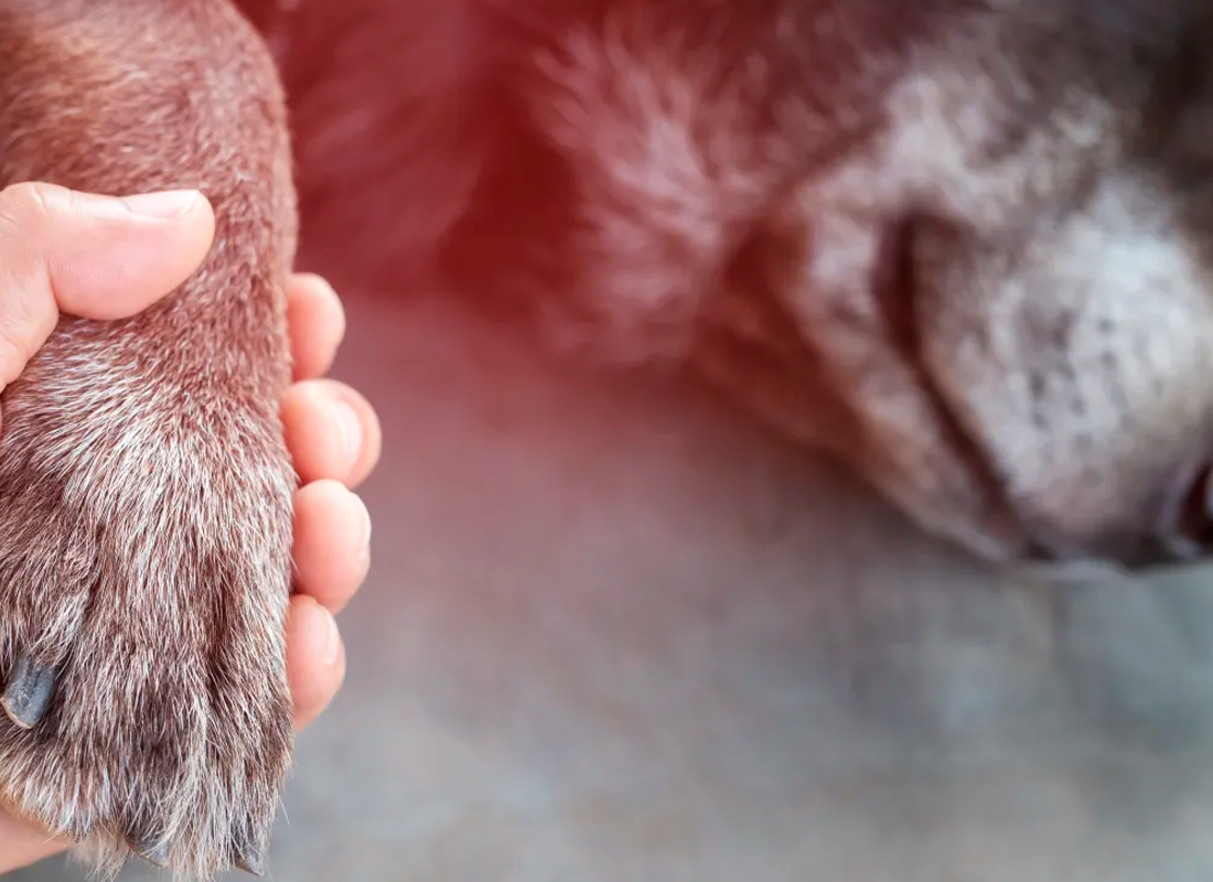 Persona tomanda la pata de una mascota.