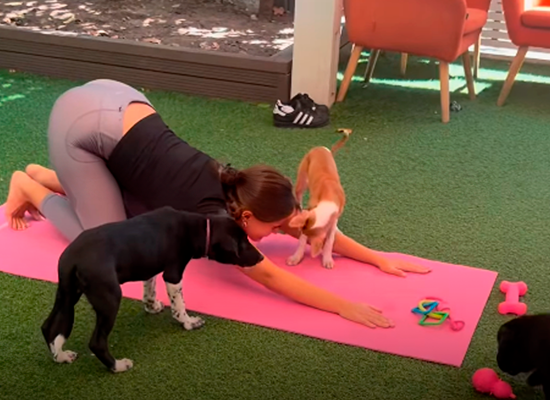 Persona practicando yoga con perros