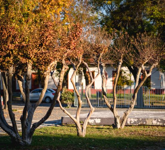 Campus universitario