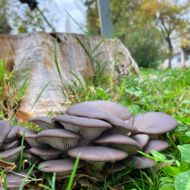 magen del pasto y hongos