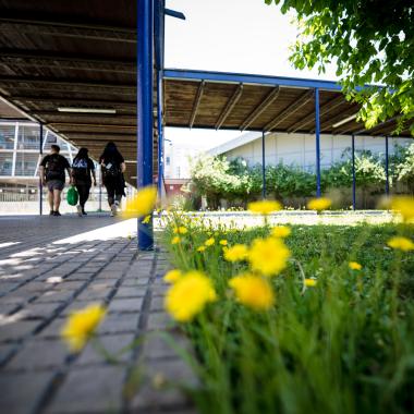 Flores en el campus