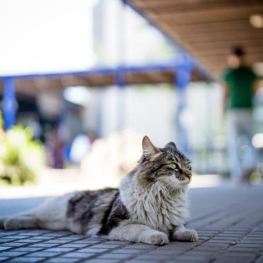 Gato en campus universitario