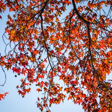 Arboles con hojas