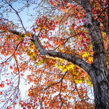 Arboles con hojas