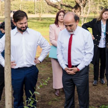 gente plantando árboles