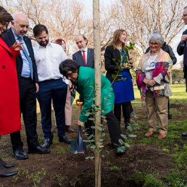 gente plantando árboles