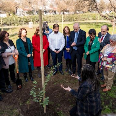 gente plantando árboles