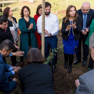 gente plantando árboles