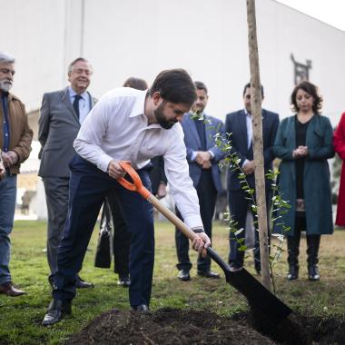 gente plantando árboles