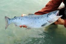 Salmón pescado en un río