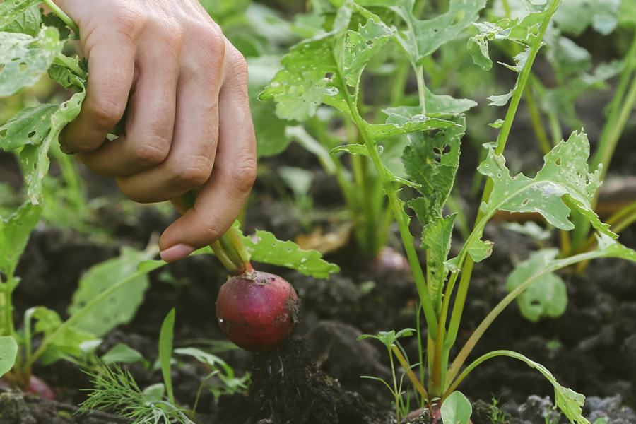 Cultivo agrícola.