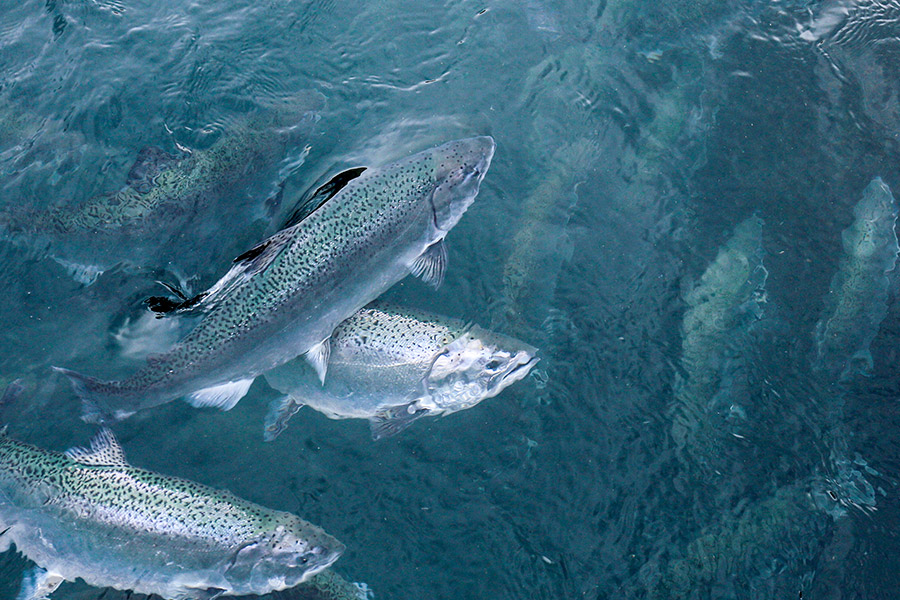 Salmones en el mar.