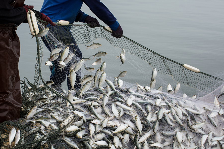 Dos personas levantan una red de pesca cargada de peces plateados.
