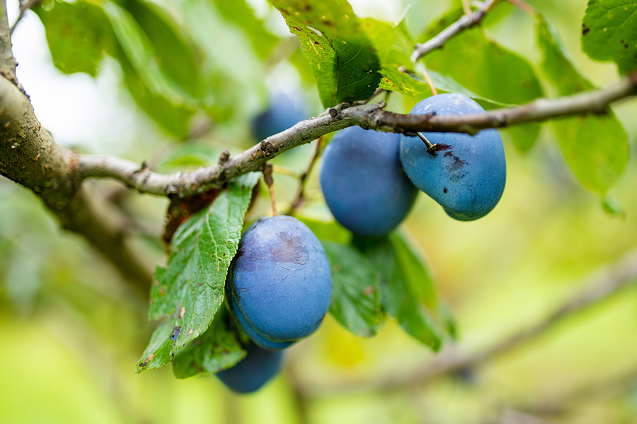 Foto de una rama con bayas en primer plano