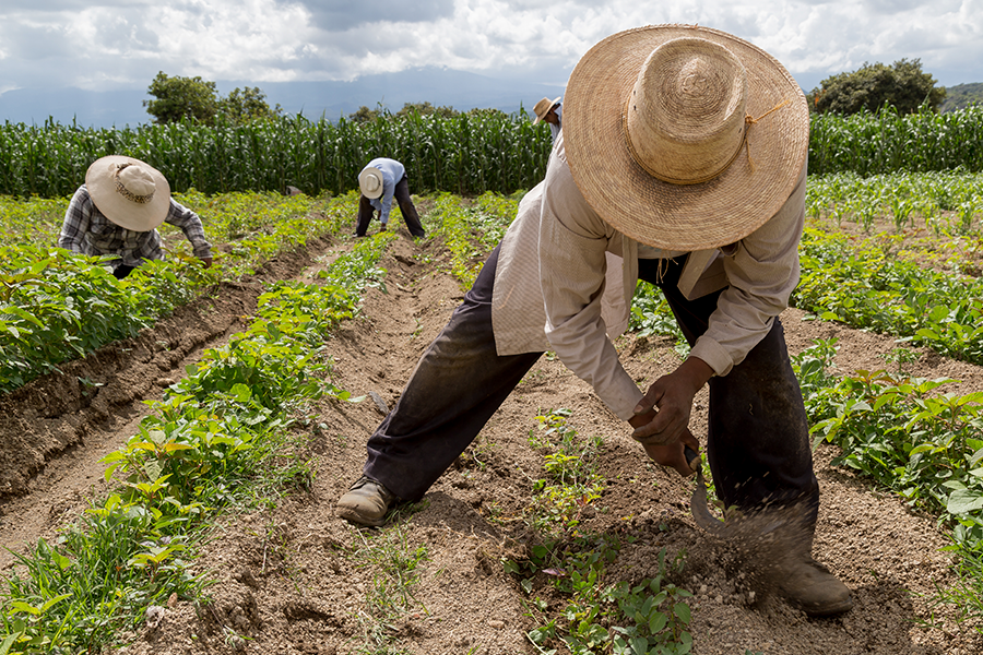 Três agricultores usando chapéus trabalham arduamente sob um céu azul. É possível ver plantações crescendo na terra e ao fundo.
