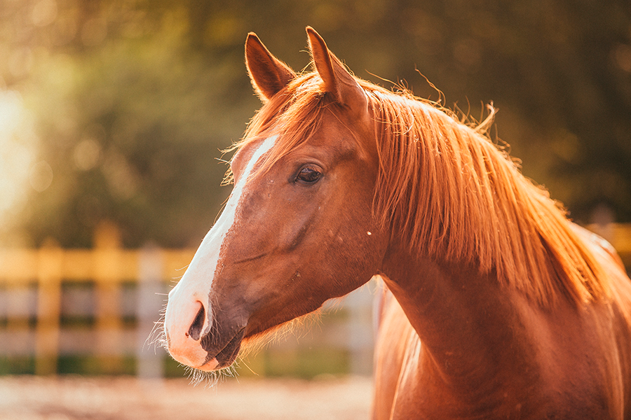 Primer plano de la cabeza de un caballo castaño.