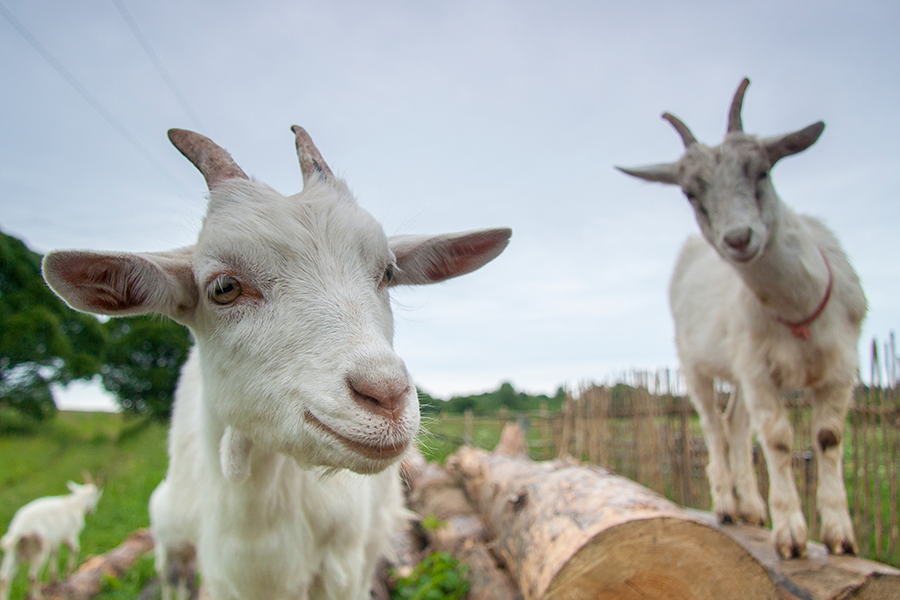 Dos cabras blancas en un campo, una de cerca y otra sobre unos troncos, con otra cabra pequeña al fondo.