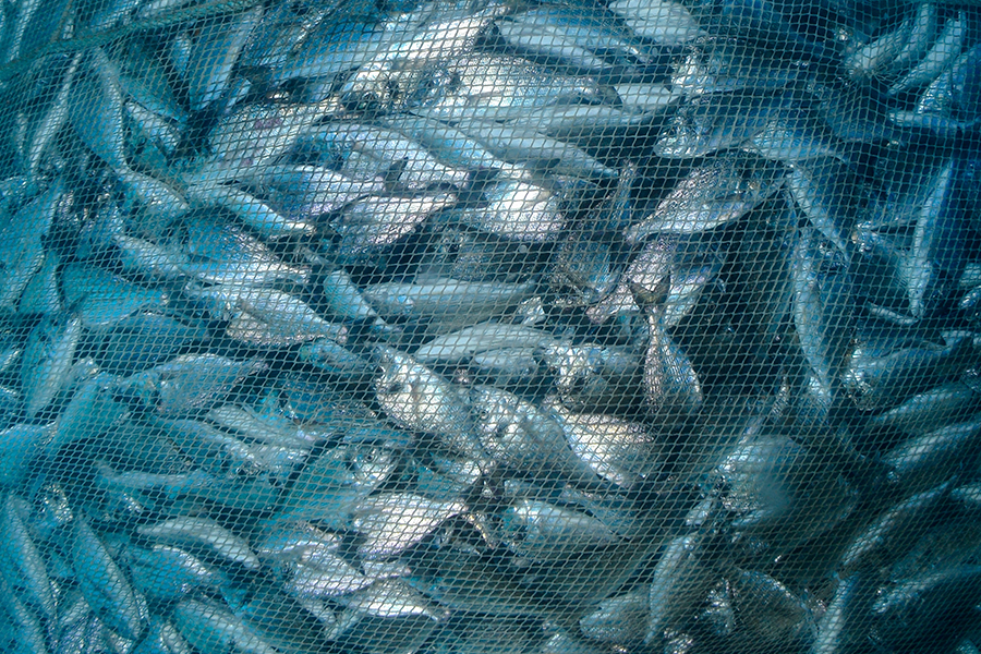Um grupo de peixes azul-prateados, densamente agrupados, está preso na malha azul-escuro de uma rede de pesca. 