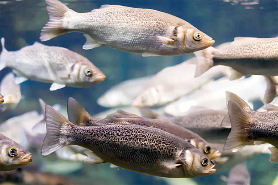 En la imagen aparecen un cardumen de salmones